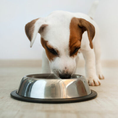 Tips for Buying Healthy Dog Food