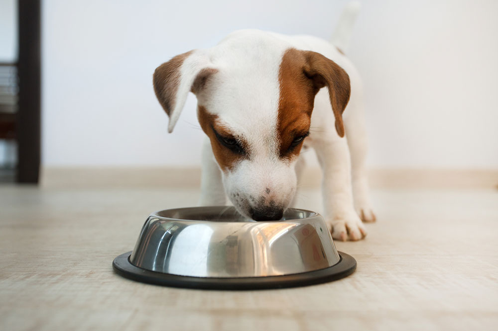 Tips for Buying Healthy Dog Food