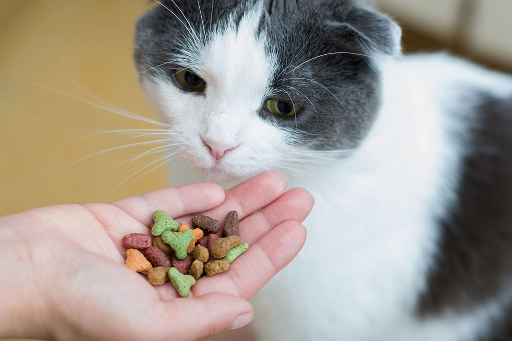 7 Tips for Buying Healthy Cat Treats